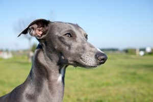 a close up of a grey whippet in a field looking to the right