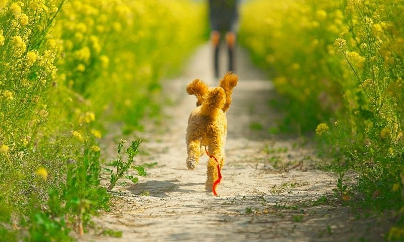 small dog running towards person in field