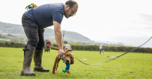 man playing with labrador puppy with tug toy