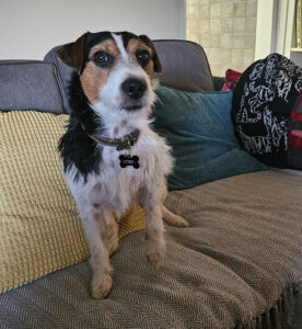 brown and tan terrier sitting on sofa