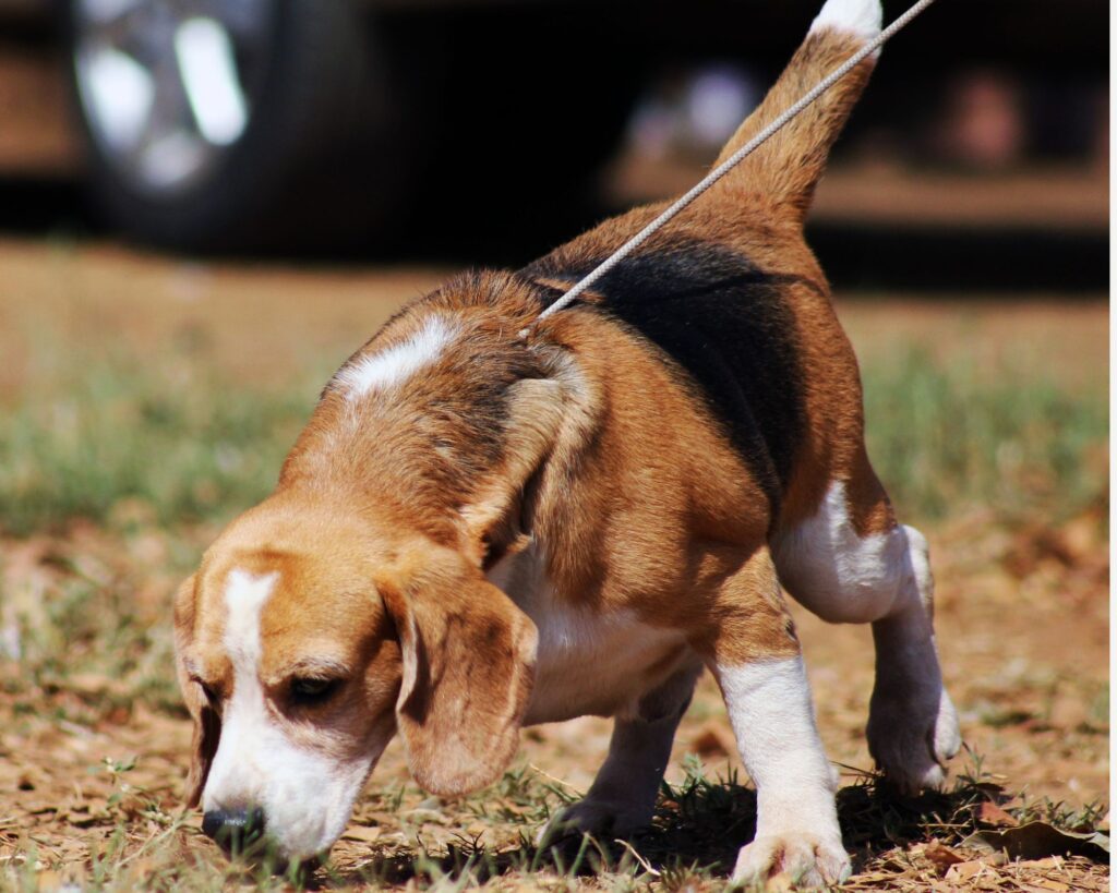 beagle dog pulling on lead to sniff the ground