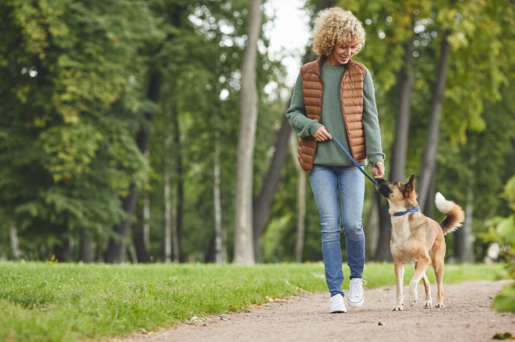 Dog walking calmly on a loose lead while looking at owner