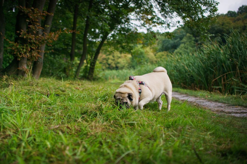 pug dog sniffing the grass
