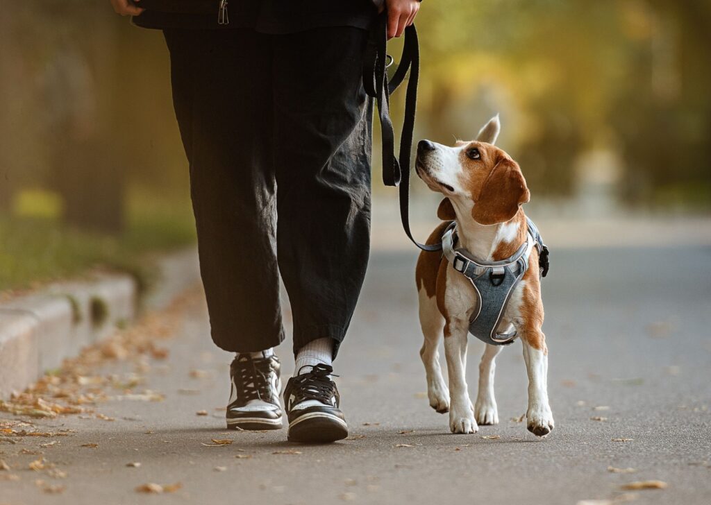 beagle dog walking on a loose lead beside owner looking up at them