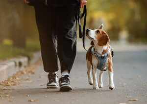 person walking a beagle who is looking up at him