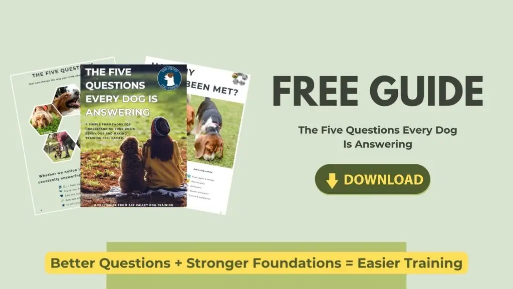 The Five Questions Every Dog Is Answering