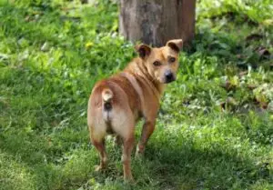 medium dog glancing back towards human in field